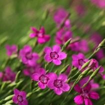 Гвоздика травянка (Dianthus deltoides) Гвоздика травянка (Dianthus deltoides)
