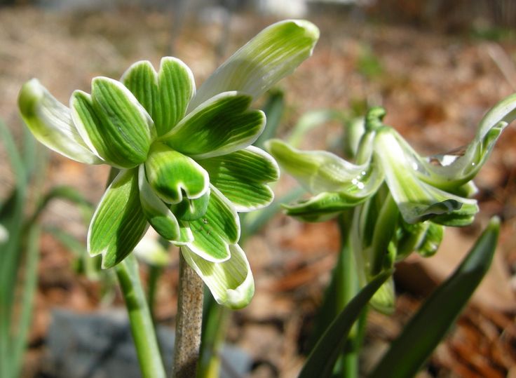 Galanthus-nivalis-01