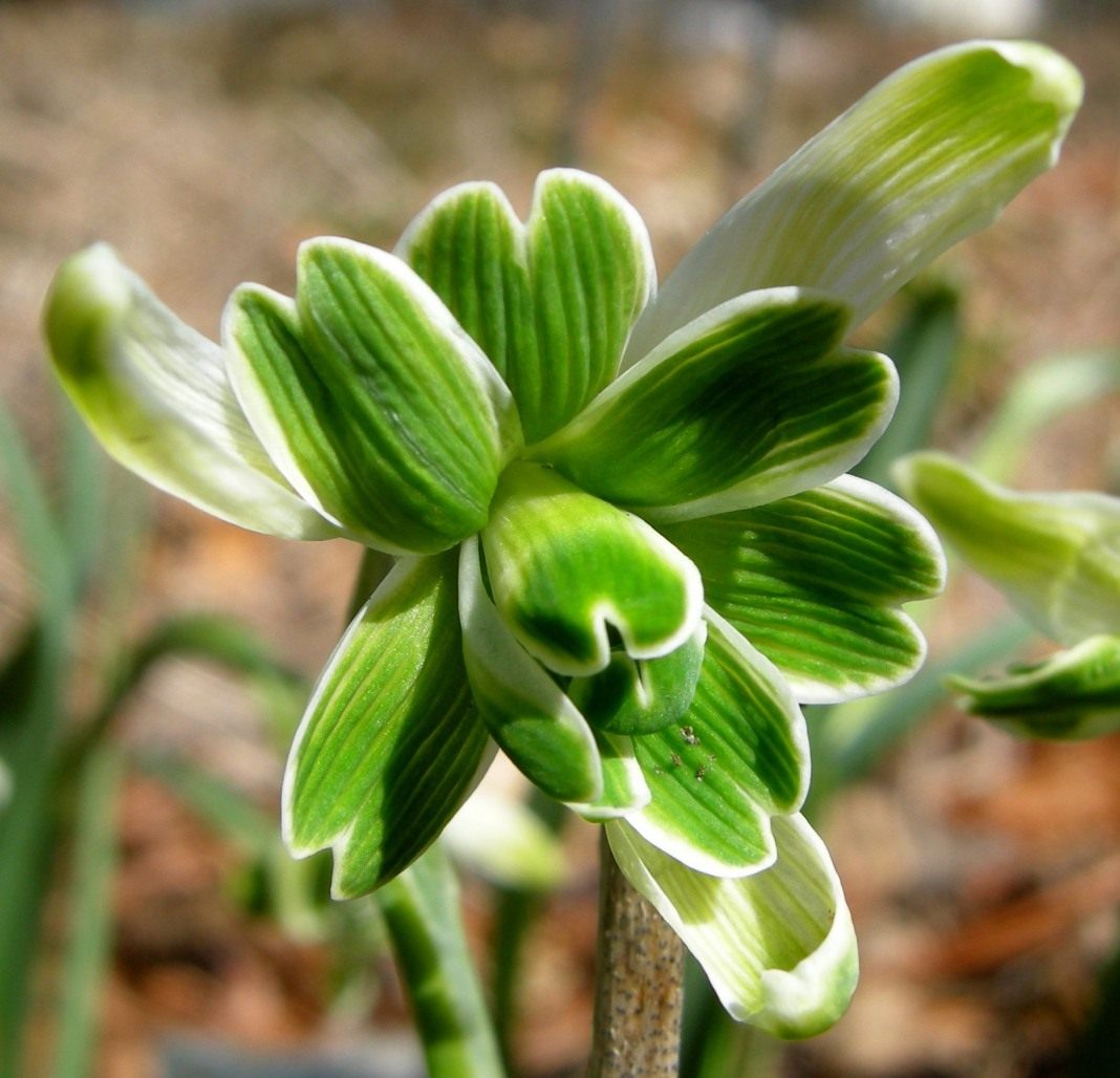 Galanthus-nivalis-02