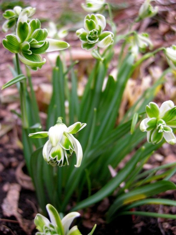 Galanthus-nivalis-03