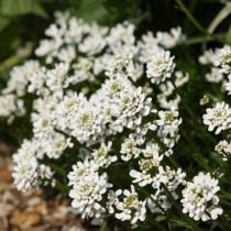 Иберис вечнозелёный (Iberis sempervirens) Иберис вечнозелёный (Iberis sempervirens)