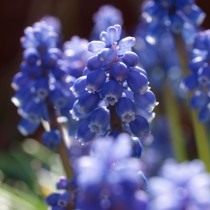 Мышиный гиацинт, или Мускари (Muscari) Мышиный гиацинт, или Мускари (Muscari)