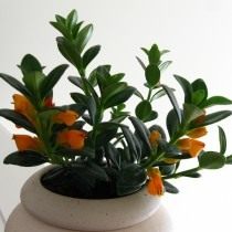 Нематантус Ветстайна (Nematanthus Wettsteinii) Нематантус Ветстайна (Nematanthus Wettsteinii)