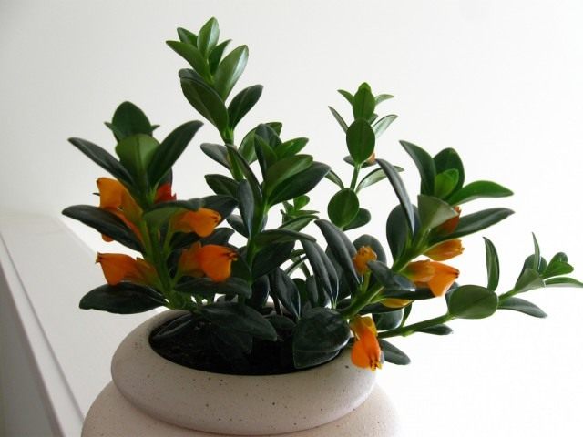 Нематантус Ветстайна (Nematanthus Wettsteinii) Нематантус Ветстайна (Nematanthus Wettsteinii)