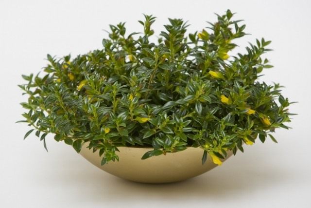 Нематантус южный (Nematanthus australis) Нематантус южный (Nematanthus australis)
