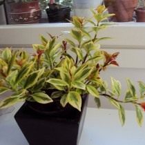 Нематантус грегариус (Nematanthus gregarius) Нематантус грегариус (Nematanthus gregarius)