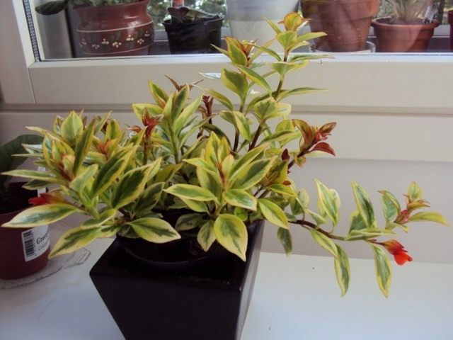 Нематантус грегариус (Nematanthus gregarius) Нематантус грегариус (Nematanthus gregarius)
