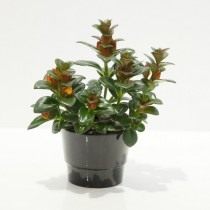 Нематантус гибридный (Nematanthus hybrid) Нематантус гибридный (Nematanthus hybrid)