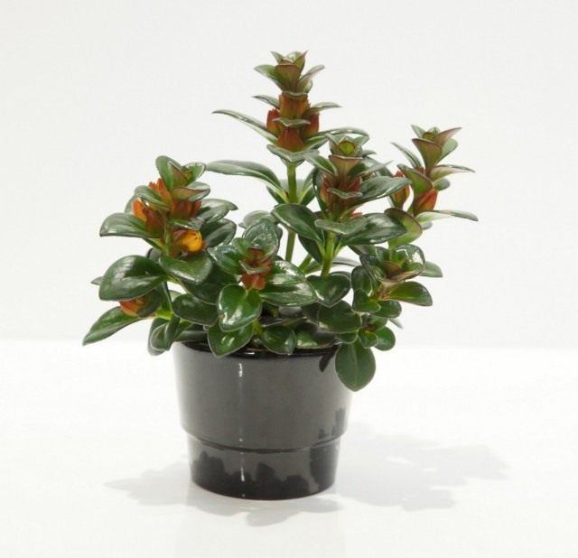 Нематантус гибридный (Nematanthus hybrid) Нематантус гибридный (Nematanthus hybrid)