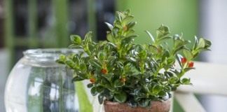 Нематантус грегариус (Nematanthus gregarius)