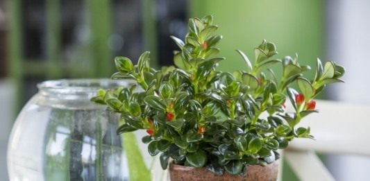 Нематантус грегариус (Nematanthus gregarius)