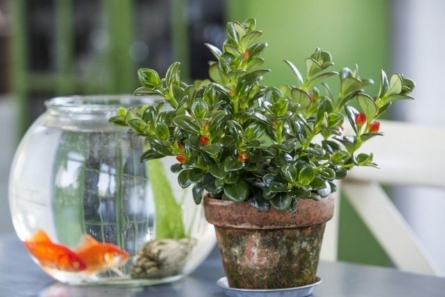 Нематантус грегариус (Nematanthus gregarius) Нематантус грегариус (Nematanthus gregarius)