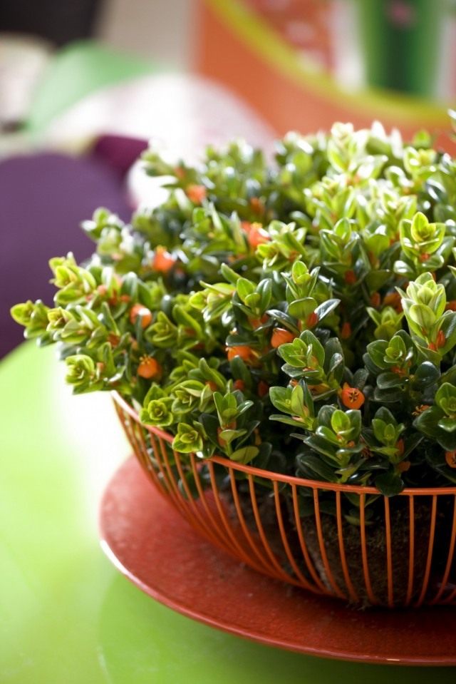 Нематантус (Nematanthus) Нематантус (Nematanthus)