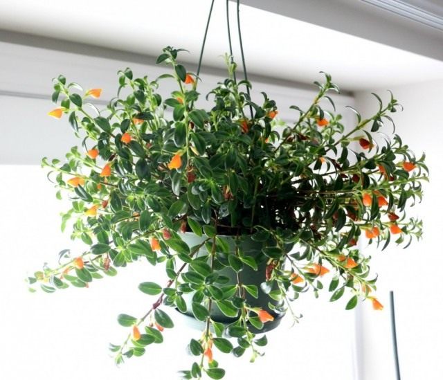 Нематантус грегариус (Nematanthus gregarius) Нематантус грегариус (Nematanthus gregarius)