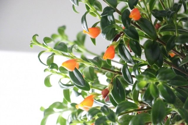 Нематантус (Nematanthus) Нематантус (Nematanthus)