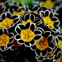 Первоцвет, или Примула (Primula) Первоцвет, или Примула (Primula)