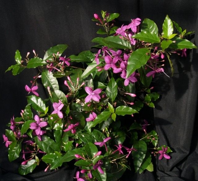 Псевдоэрантемум рыхлоцветковый (Pseuderanthemum laxiflorum)