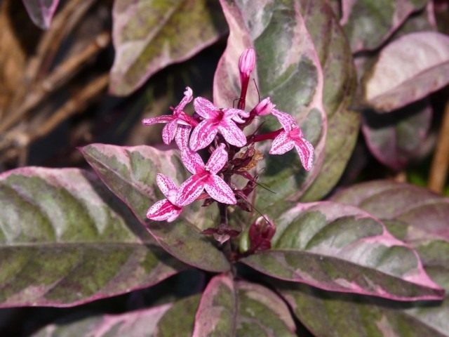Псевдоэрантемум Каррутерса (Pseuderanthemum carruthersii). © Carl E Lewis Псевдоэрантемум Каррутерса (Pseuderanthemum carruthersii)