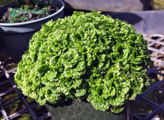 Селагинелла (Selaginella) Селагинелла (Selaginella)