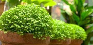 Селагинелла (Selaginella)