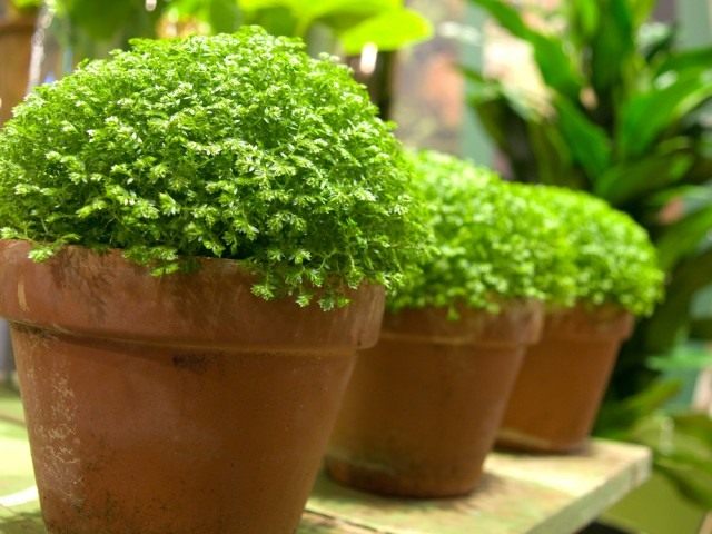 Селагинелла (Selaginella) Селагинелла (Selaginella)