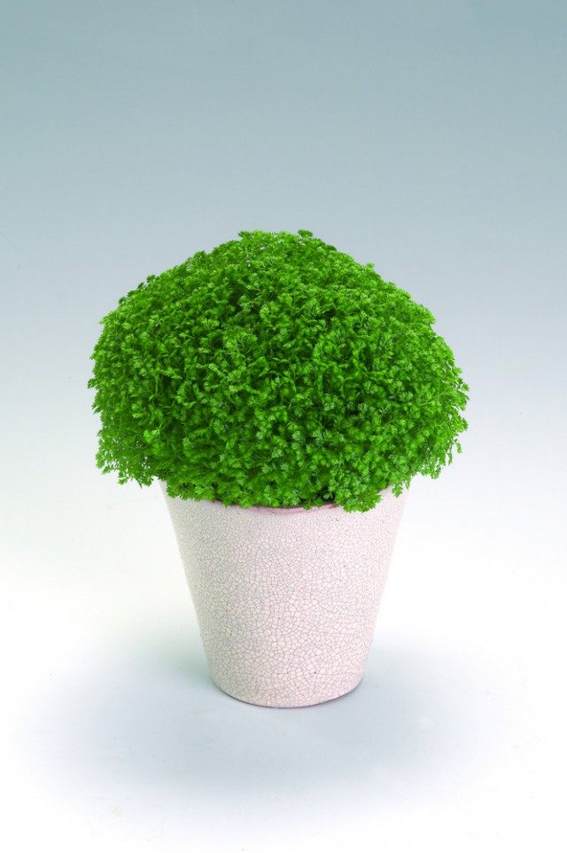 Селагинелла (Selaginella) Селагинелла (Selaginella)