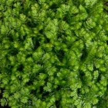 Селагинелла безножковая (Selaginella apoda) Селагинелла безножковая (Selaginella apoda)