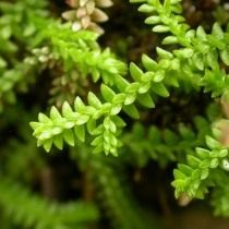 Селагинелла швейцарская (Selaginella helvetica) Селагинелла швейцарская (Selaginella helvetica)
