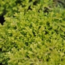 Селагинелла Краусса (Selaginella kraussiana) Селагинелла Краусса (Selaginella kraussiana)