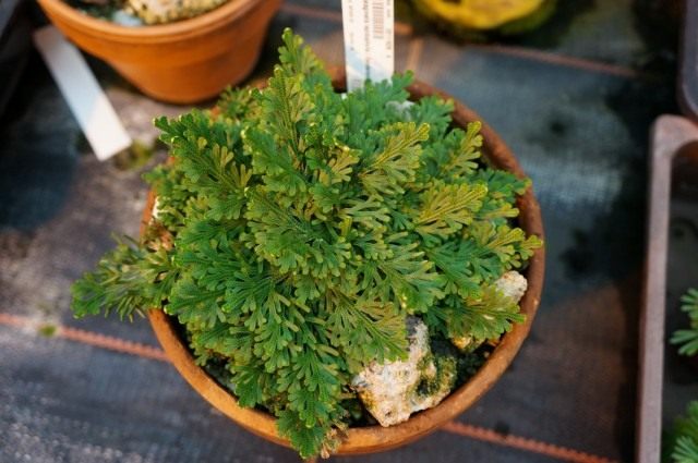 Селагинелла чешуелистная (Selaginella lepidophylla) Селагинелла чешуелистная (Selaginella lepidophylla)