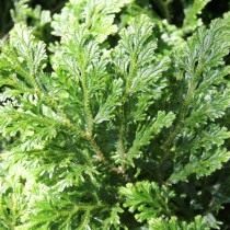 Селагинелла Мартенса (Selaginella martensii) Селагинелла Мартенса (Selaginella martensii)