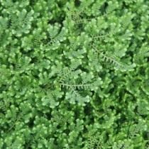 Селагинелла крючковатая (Selaginella uncinata) Селагинелла крючковатая (Selaginella uncinata)