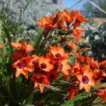 Спараксис изящный (Sparaxis elegans) Спараксис изящный (Sparaxis elegans)
