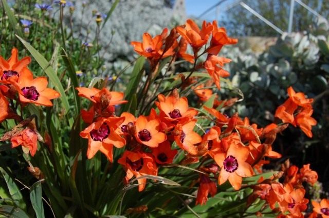 Спараксис изящный (Sparaxis elegans) Спараксис изящный (Sparaxis elegans)