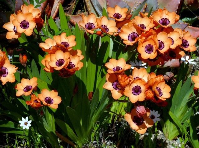 Спараксис изящный (Sparaxis elegans) Спараксис изящный (Sparaxis elegans)