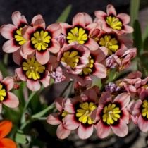 Спараксис трехцветный (Sparaxis tricolor) Спараксис трехцветный (Sparaxis tricolor)