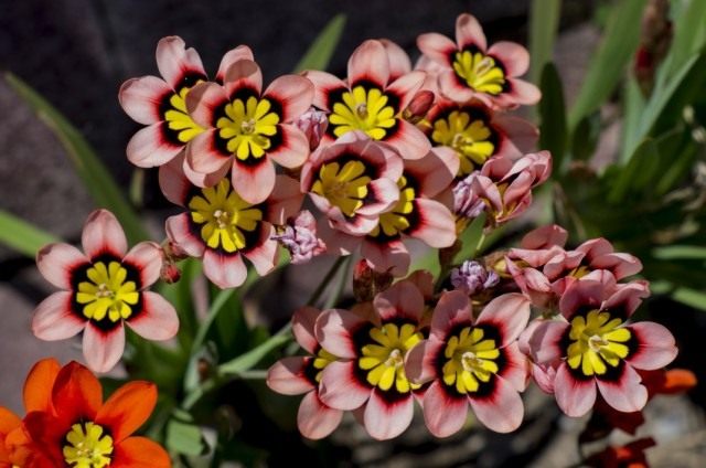 Спараксис трехцветный (Sparaxis tricolor) Спараксис трехцветный (Sparaxis tricolor)