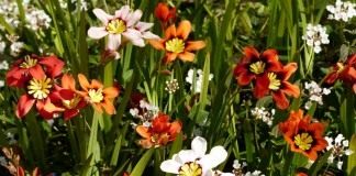 Спараксис трехцветный (Sparaxis tricolor)