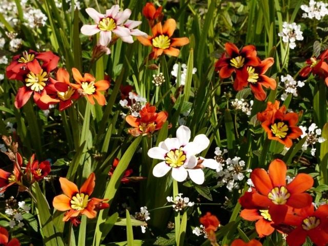 Спараксис трехцветный (Sparaxis tricolor) Спараксис трехцветный (Sparaxis tricolor)