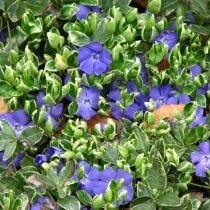 Барвинок (Vinca) Барвинок (Vinca)