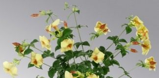 Алламанда слабительная "Румяная карамель" (Allamanda cathartica ‘Caramel Blush’)