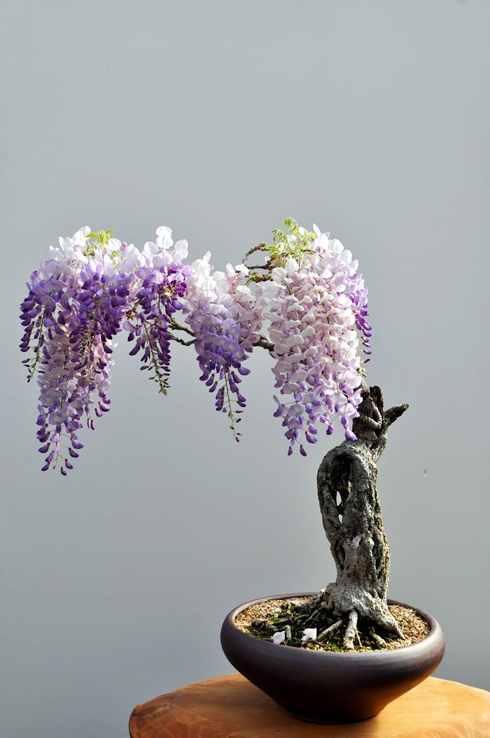 amazing-bonsai-trees-2-5710e785cd3a3__700