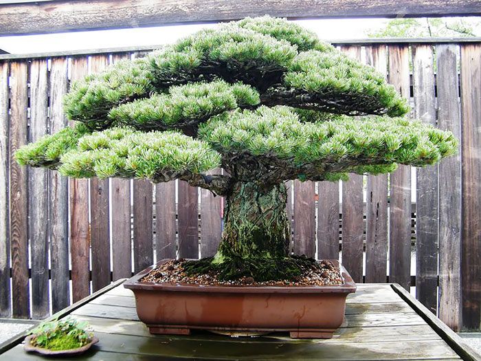 amazing-bonsai-trees-23-5710f40da1982__700