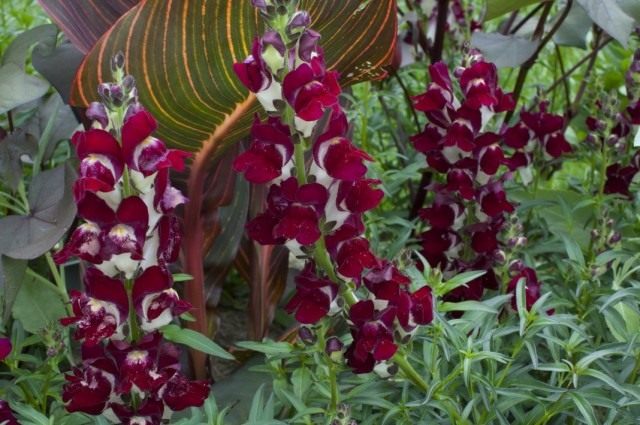 Львиный зев, Антирринум большой 'Night and Day' (Antirrhinum majus) Львиный зев, Антирринум большой 'Night and Day' (Antirrhinum majus)