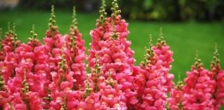 Львиный зев, Антирринум большой "Cool Rose" (Antirrhinum majus)