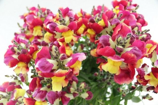 Львиный зев, Антирринум большой (Antirrhinum majus) Львиный зев, Антирринум большой (Antirrhinum majus)