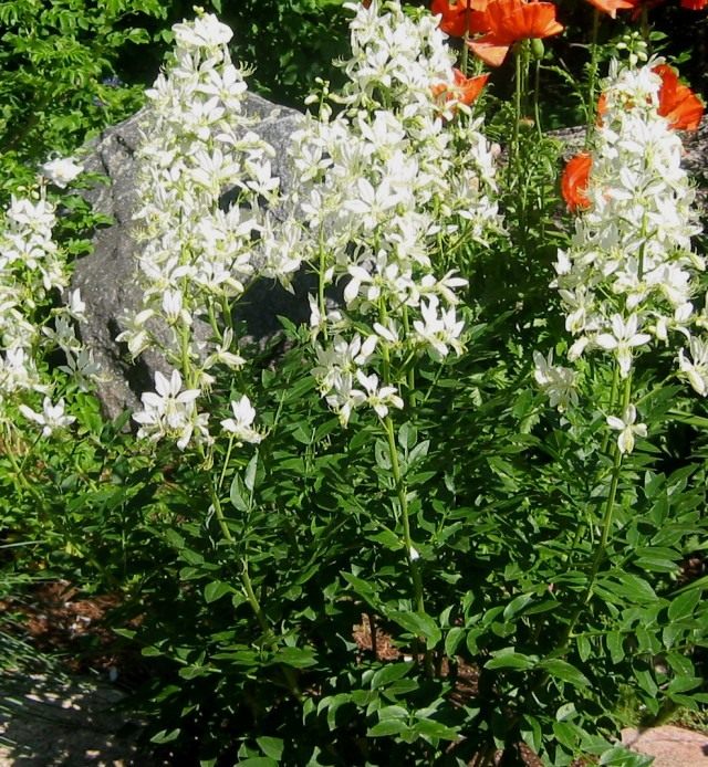 Ясенец в цветнике Ясенец в цветнике