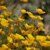Эшшольция (Eschscholzia) Эшшольция (Eschscholzia)
