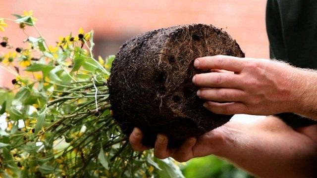 Высадка многолетних цветов в цветник Высадка многолетних цветов в цветник