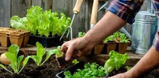 Высаживаем рассады овощных культур